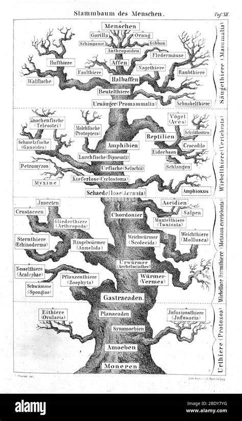 Ernst Haeckel, Family Tree of Man, 1874 Stock Photo - Alamy