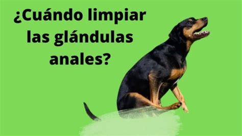 Remedios Caseros Para Vaciar Las Glándulas Anales De Los Perros