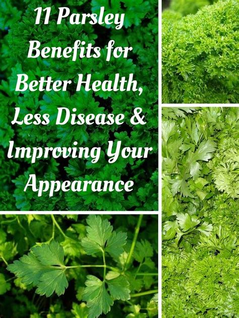 11 Potent Parsley Benefits for Good Health, Better Skin & Less Disease