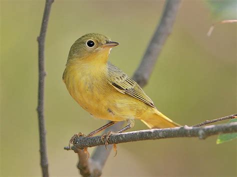 Yellow Warbler Id Facts Diet Habit And More Birdzilla