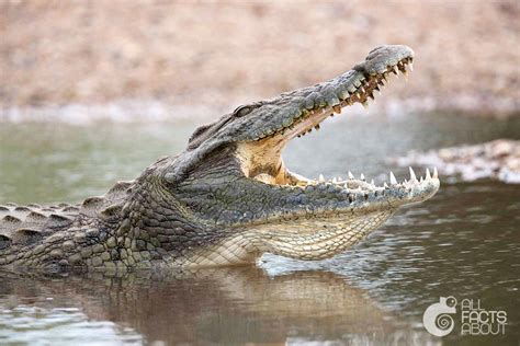 Interesting Facts About Crocodiles All Facts About