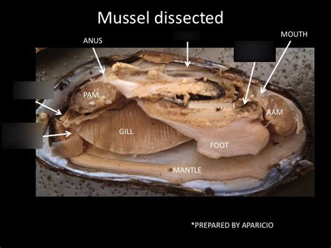 Mussel Dissection