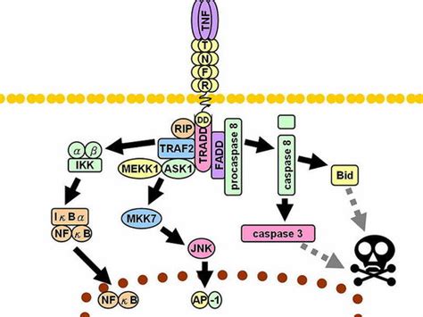 Activation Of Caspases And Their Role In Apoptosis Biomed Articles