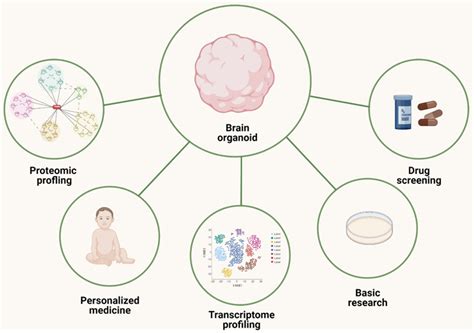 Biomolecules Free Full Text Modeling Autism Spectrum Disorders With