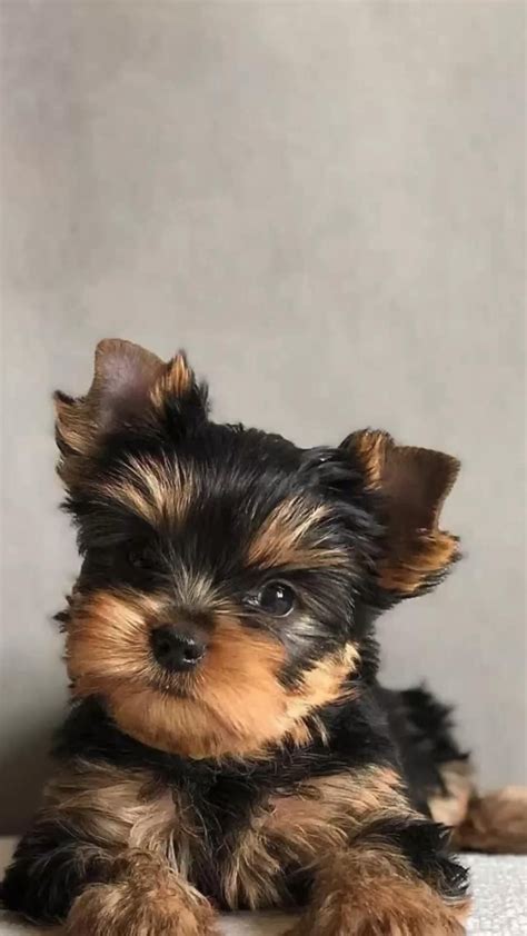 Miniature yorkie 12 amazing facts about mini yorkie dog – Artofit