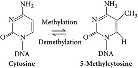 5 Methylcytosine Alchetron The Free Social Encyclopedia