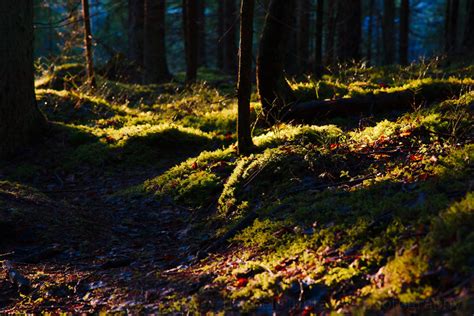 Tips for Better Forest Photography