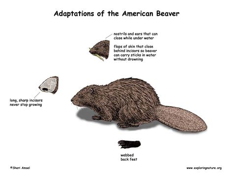 Adaptations of the Beaver