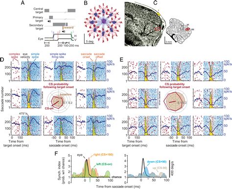 Synchronous Spiking Of Cerebellar Purkinje Cells During Control Of