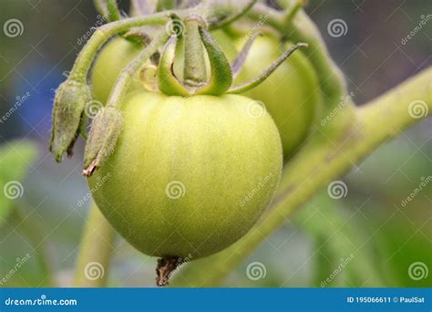 Tomates Verdes Sin Madurar Cultivados En El Huerto Imagen De Archivo