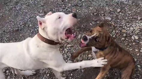 Dogo Argentino Vs Pitbull Pitbull Vs Dogo Argentino In A Real Fight