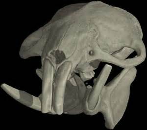 Digimorph Heterocephalus Glaber Naked Mole Rat