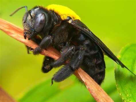 How serious is a carpenter bee sting - Wasp Removal Toronto