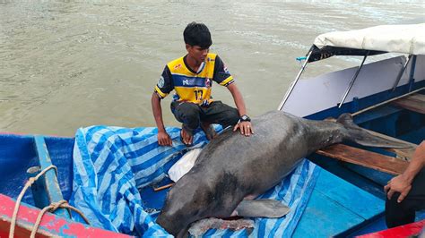 Grote gestrande vrouwelijke doejong ontdekt op het Ban Ko Raya-strand van Satun - The Pattaya News