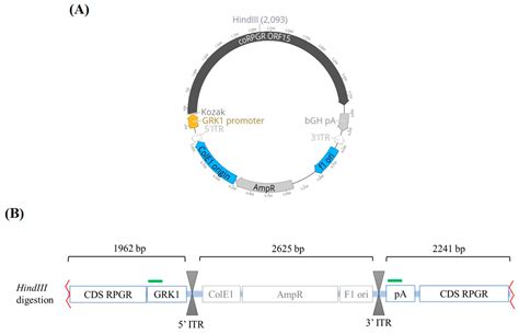 Genes Free Full Text Accurate Quantification Of Aav Vector Genomes