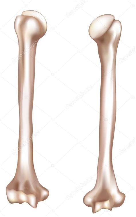 Humerus Diagram | Quizlet