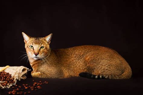 Foto Mengenal Ras Chausie Kucing Ramah Dengan Penampilan Liar