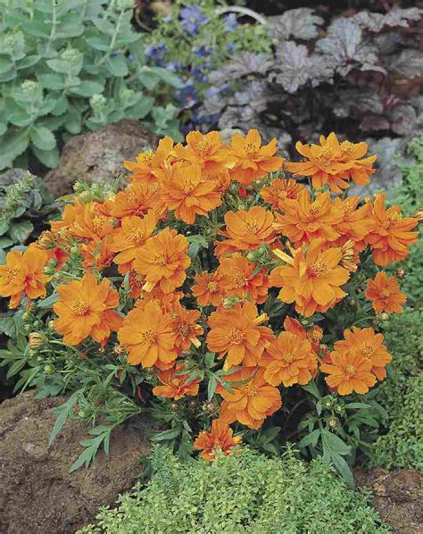 Cosmos Sulphureus Cosmic Orange Muller Seeds