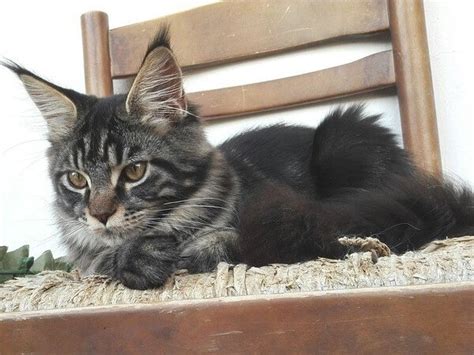 Maine Coon Tabby Mix Complete Guide Vocal Cats