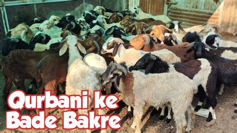 Qurbani Ke Bade Bakre In Hyderabad Falaknuma Qurbani Ke Bade Sing