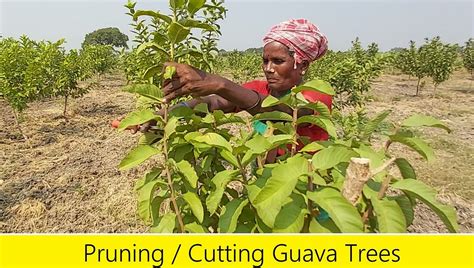 Pruning / Trimming of guava trees | by Joshjiii | Medium