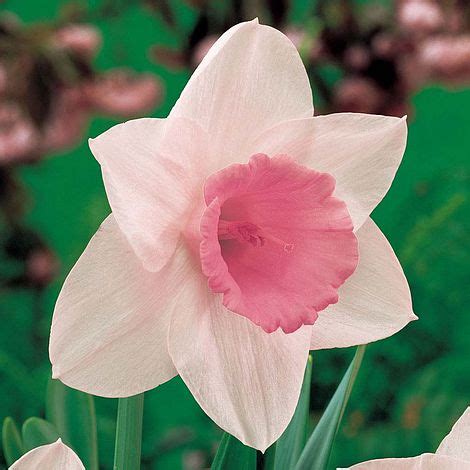 Daffodil 'Pink Pride' | Van Meuwen