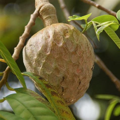 Best Gardening Tips News And Care — Tagged Ramphal Fruit — Kadiyam