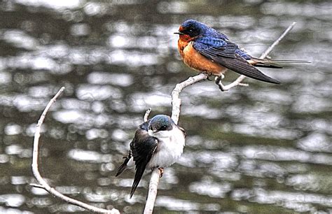 Barn Swallow Male And Female Los Toros Flickr