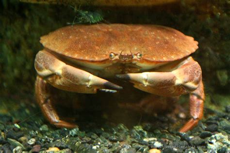 Buey De Mar Cancer Pagurus Vive La Naturaleza