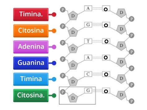 Cadena Complementaria Adn Labelled Diagram