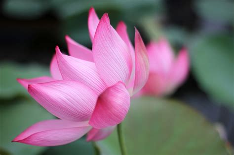 Hoa Sen Vietnam Lotus - Free photo on Pixabay