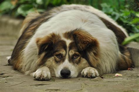 Overweight Dogs: Causes, Risks, and Solutions | The Pets Team