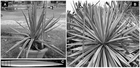 Representative Agave Angustifolia Plants Selected For Larvicidal