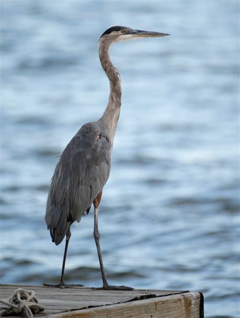 Erosion threatens bird habitat at Lake Conroe