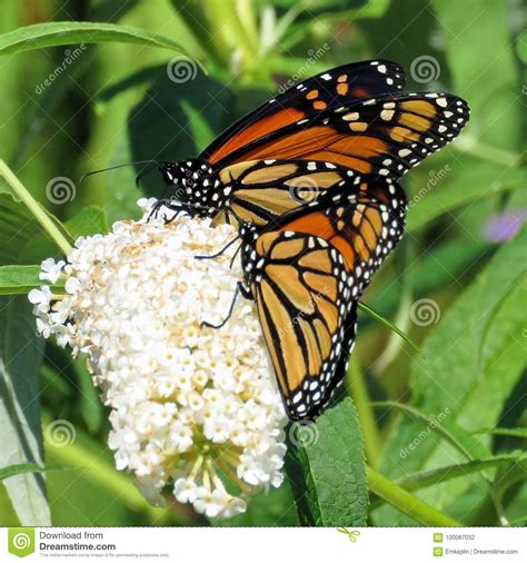 Mariposas De Monarca Del Lago Toronto Y Flor Blanca Foto De