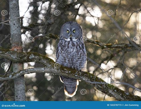 A Portrait Of Great Grey Owl Strix Nebulosa Perched In A Tree Hunting