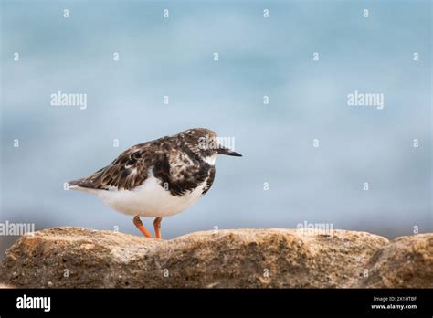 Turnstone Arenaria Interpres On Rock In The Mediterranean Sea Spain