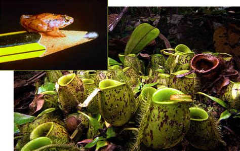 ScienceShot: The Smallest Frog in the Old World | Science | AAAS