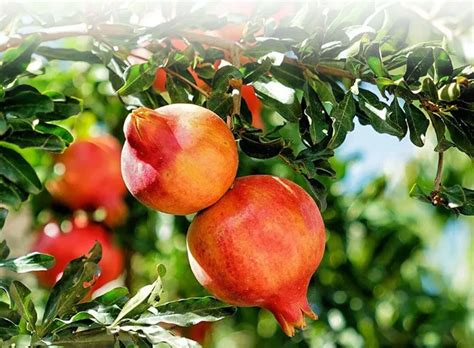 Profitability And Demand Of Pomegranate Cultivation In India