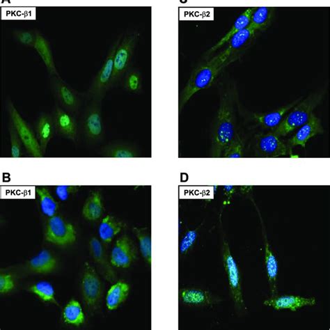 Detection Of O Production By Dihydroethidium Staining In Mesangial