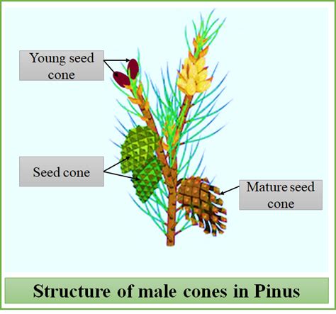 Pinus Male Cone