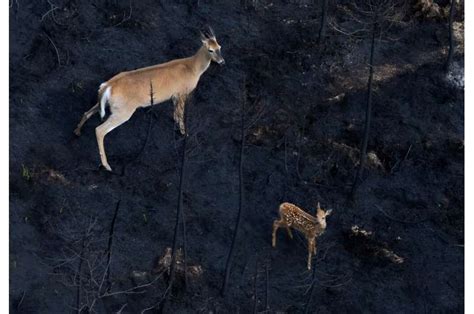 Canada S Wildfires Take Devastating Toll On Wildlife