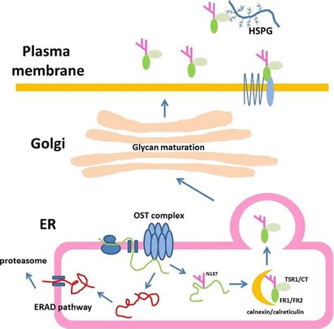 Ijms Free Full Text N Glycosylation Of Human R Spondin Is