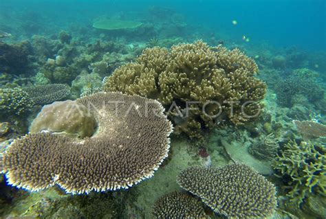 Terumbu Karang Di Raja Ampat Antara Foto