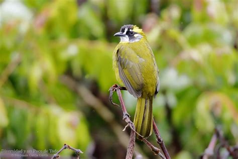 Bulbul Orejudo Pycnonotus Penicillatus Endémica De Sri Lanka