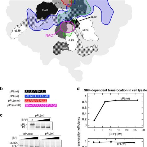 Selective Protein Targeting By SRP In Translation Lysate A Projections