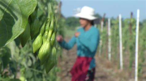 Hechos Del Agro Cosecha De Loroco En La Paz Youtube