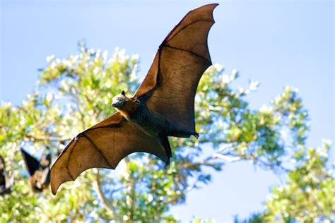 Wind Turbines In Forests Has A High Risk Of Impairing Endangered Bat