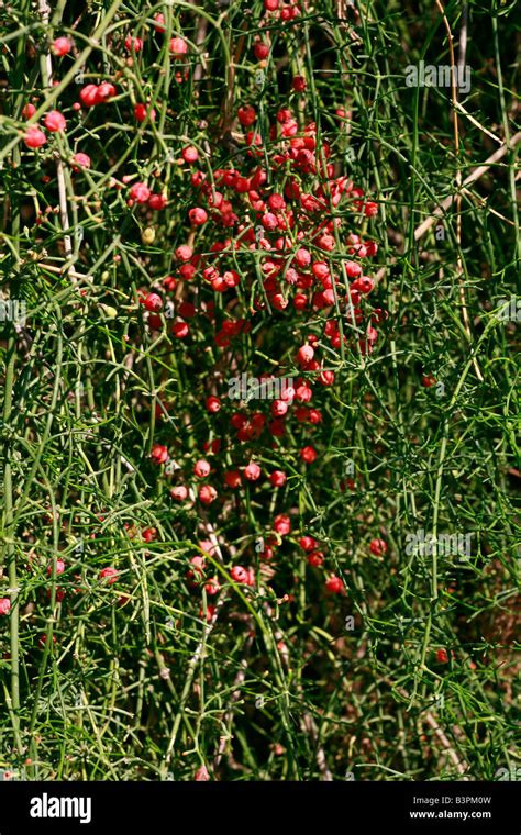 Ephedra Altissima Stock Photo 19552985 Alamy