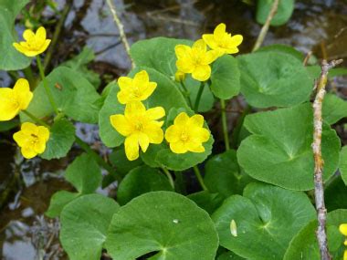 Marsh Marigold Pictures Flowers Leaves Identification Caltha